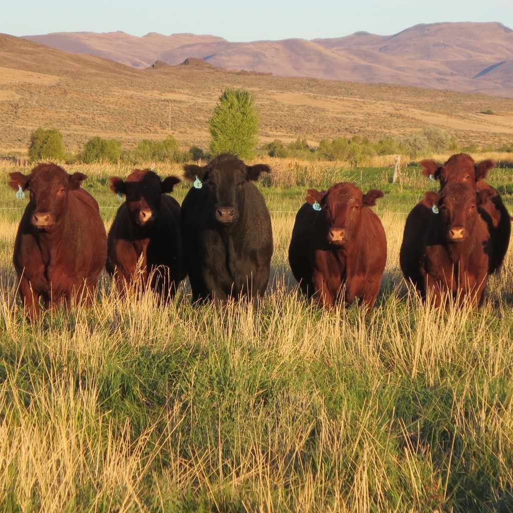 Cunningham Pastured Meats LocalHarvest