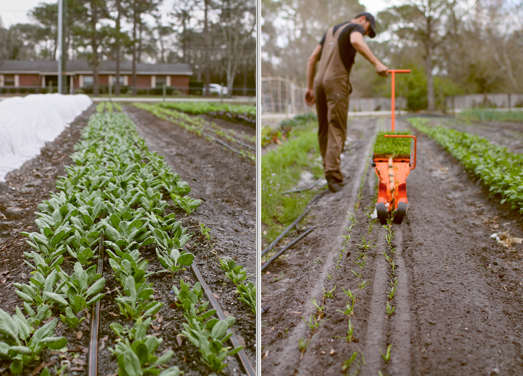 Black Finger Farm LocalHarvest