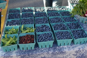 Ladybug Farm