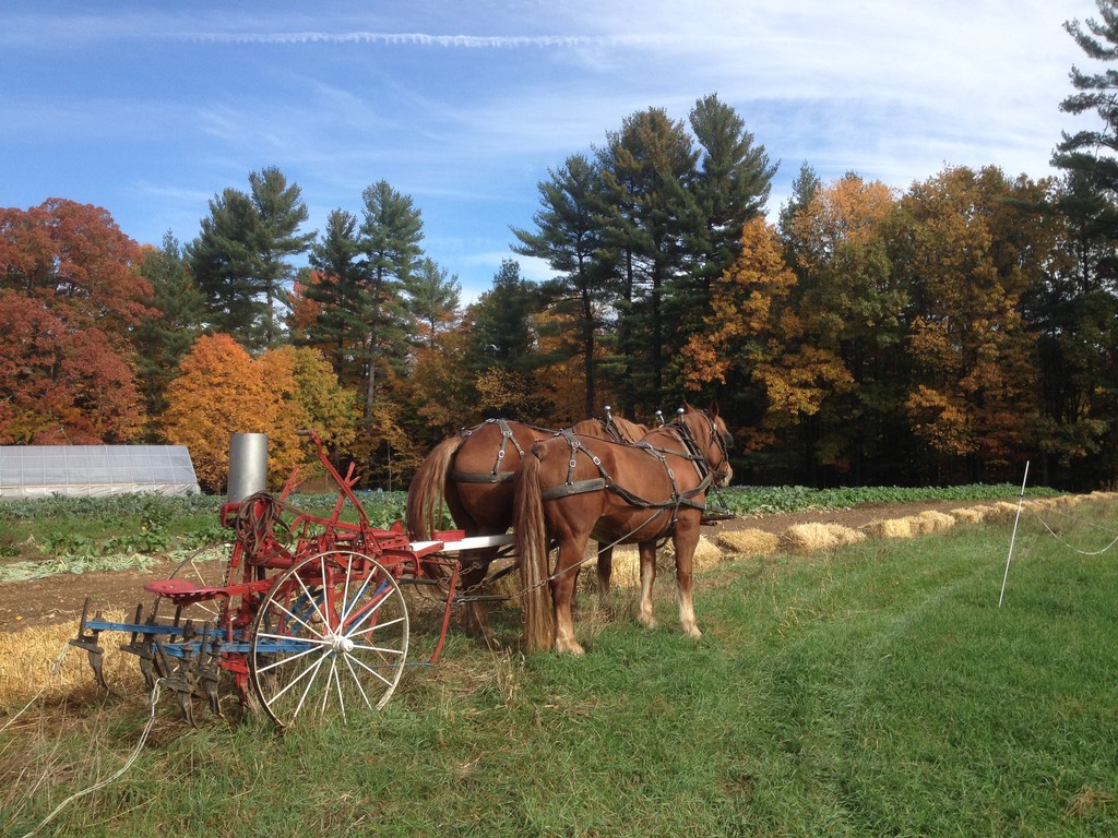 Wild Carrot Farm - LocalHarvest