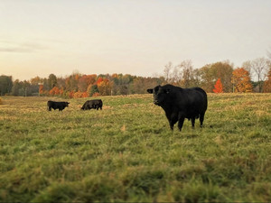 Oswalt Family Farms