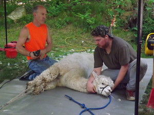 Angel Hair Alpacas (MA)