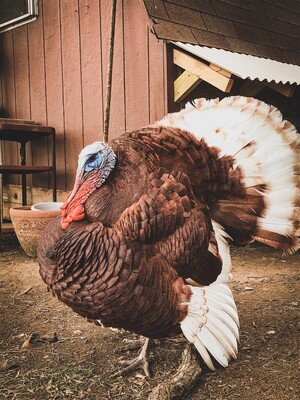 Bourbon Red Turkey