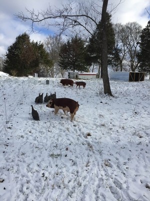 Canaan Land Farms
