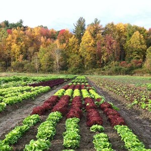 Denison Farm