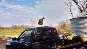 Fresh Starts Farm