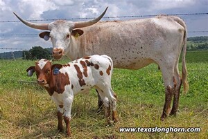 Circle B Ranch