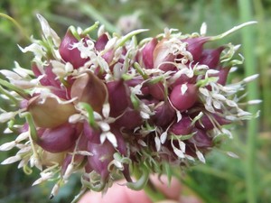 Wild Compass Garden