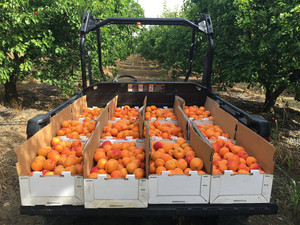 Fantozzi Farms Fruit Stand