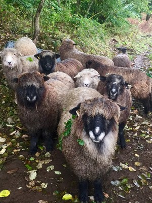 Ovis Aries Farm