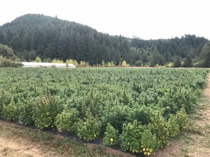 Be Real Farm