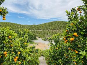 Sunmist Fruit Farm