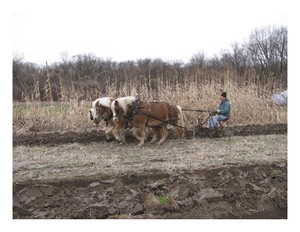Willing Horse Farm