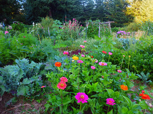 The Forest Garden