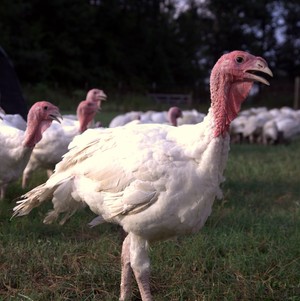 Shire Farms