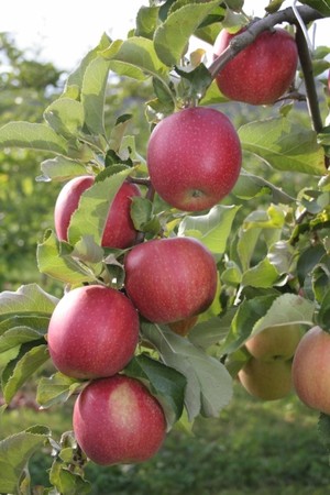 Smit Farms