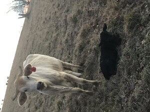 Dream Field Farms