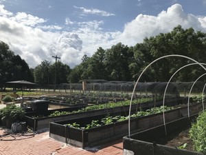 MsFoxy Farms