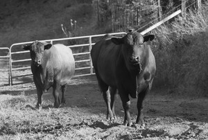 Pomponio Ranch Meat