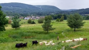 Shelterbelt Farm