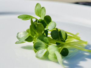 Fobes Hill Farm Microgreens
