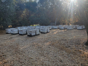 Paul's bees