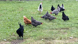 Cluckers of Phoenix Farm Fresh Eggs