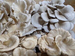 Mission Mushroom