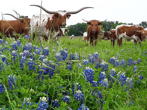 The Market at Trail of Faith Ranch