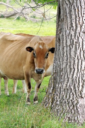 Humble Beginnings Dairy