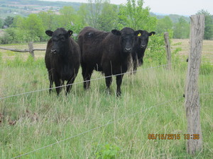Amazing Creation Ranch