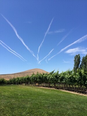 Jamison Wine Grapes