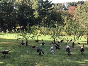 Swampy Acres Farm