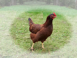 Green Pastures Enterprises