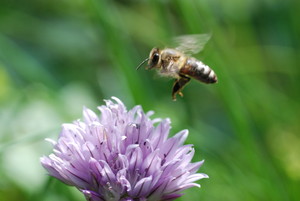 Earthway Primitives Apiary