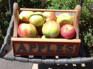 Leonard Apple Orchard