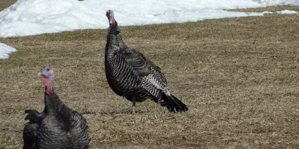 American Bronze Turkey LocalHarvest