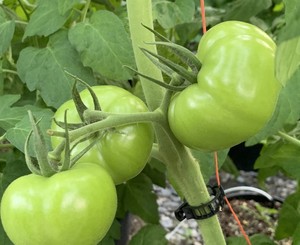 Florida Farmers' Market