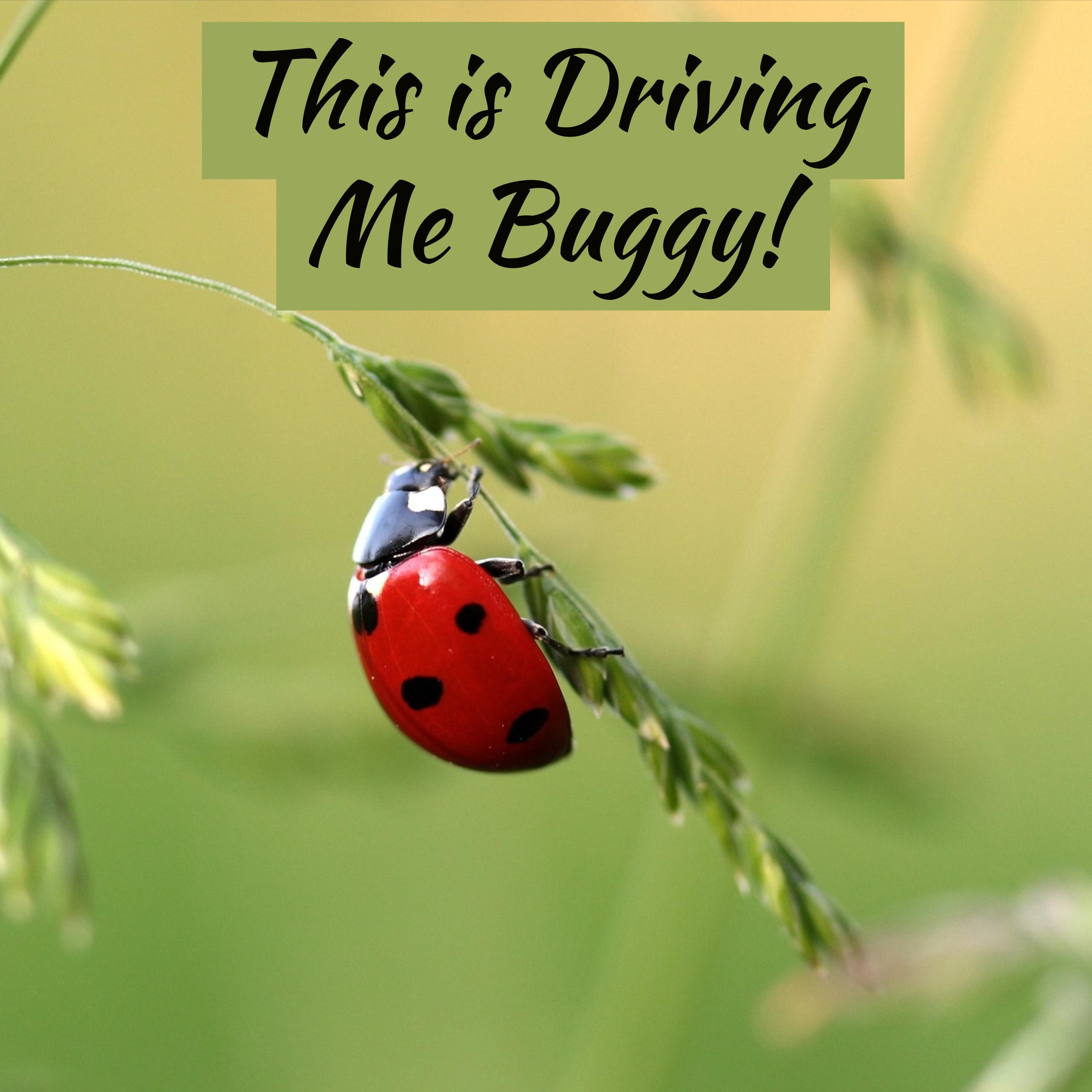 Driving Me Buggy.jpg