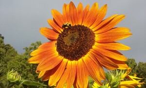 Wise Earth Farm n Herbs