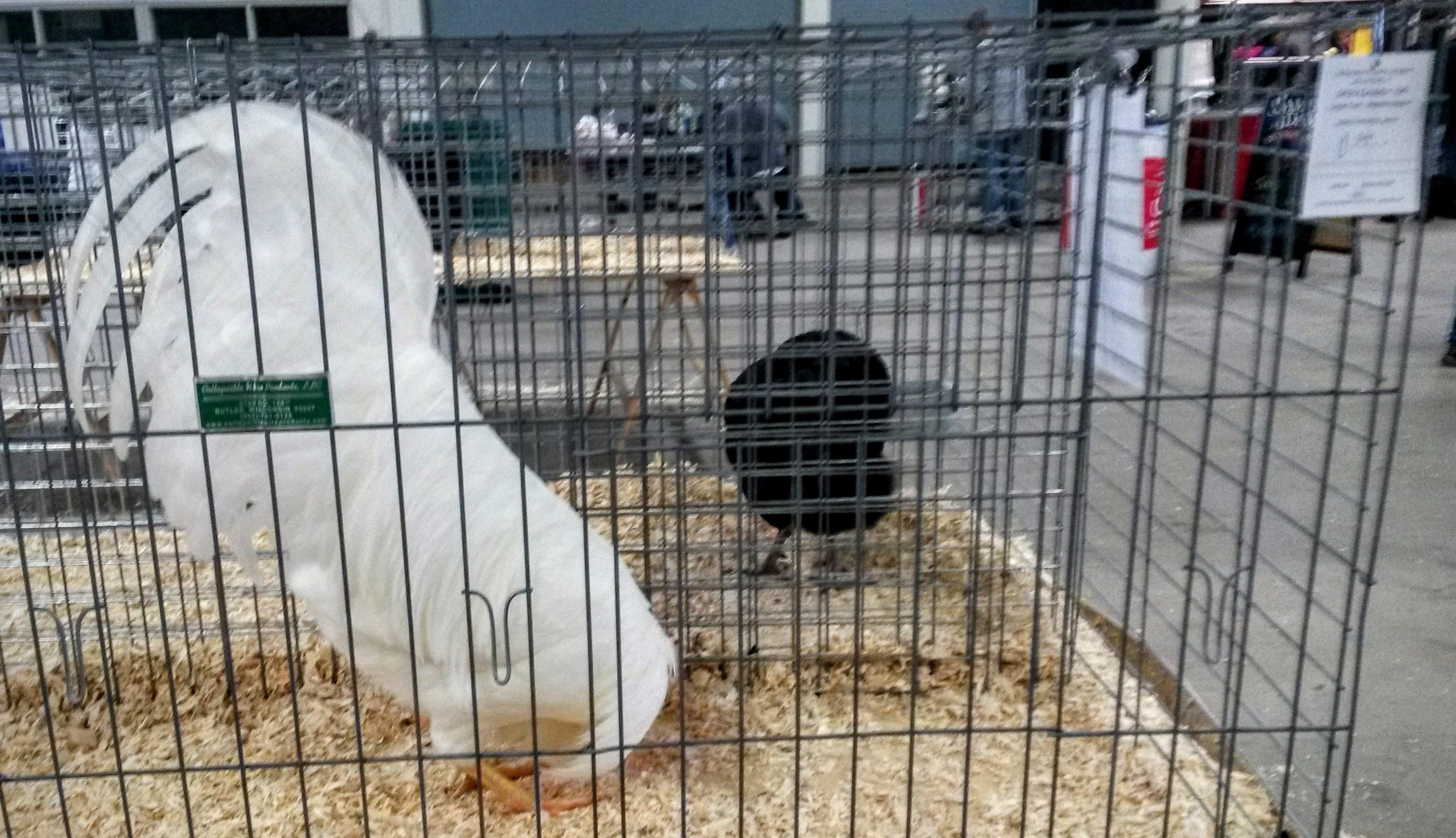 leghorn.jpg
