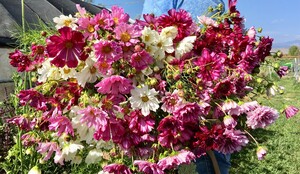 Lucky Bee Flowers