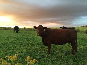 Quarry Brook Farms