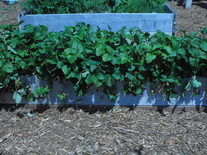 Maplebrook Farm