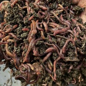 Hungry Worms