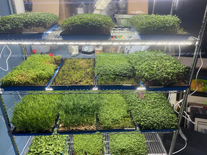 Clover's Microgreens