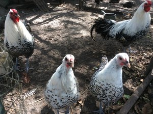 Fancy Chicken Breeds Farm