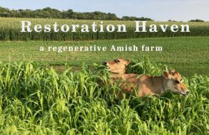 Restoration Haven