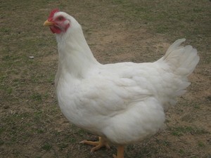 Chicken Creek Ranch