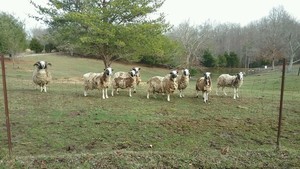 Beth'EL Ranch